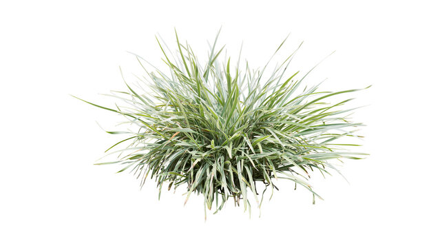 Isolated Lush Green Ornamental Grass Bush for Garden Landscaping Design Project 35