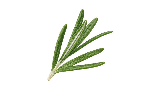 Fresh green rosemary herb sprig isolated on a pure white background for organic culinary seasoning and aromatic food ingredient photography 36