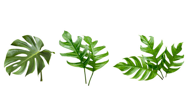 Tropical monstera and exotic fern leaves collection isolated on white background as natural botanical 38 design elements for floral projects
