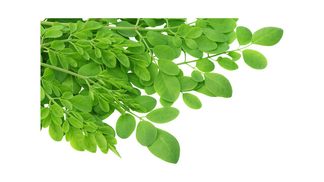Fresh Green Moringa Leaves Isolated on White Background for Organic Superfood and Natural Health Wellness Concepts