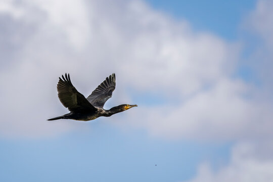 Close up of a Comorant flying gracefully across a blue sky with white clouds in Wiltshire, UK