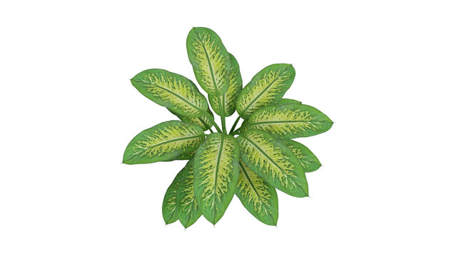 Top view of an exotic tropical houseplant with variegated green and yellow leaves isolated on a plain white background for home decor