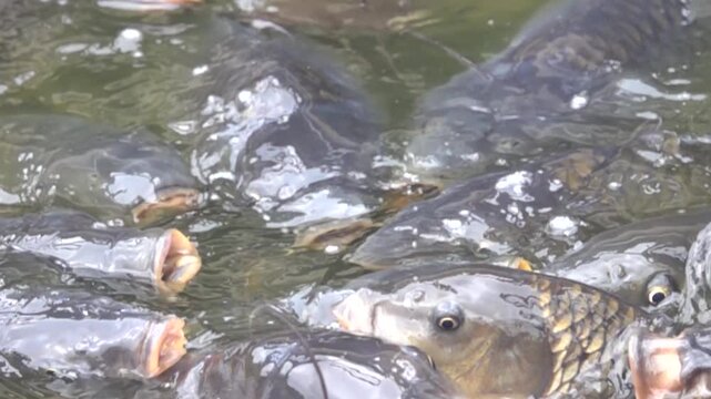 Huge fish with their mouths open on the surface of the water, carps. the family of Cyprinid fish. Super slow motion 1000 fps.