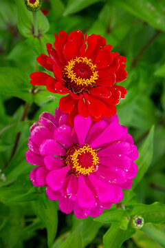 Bright flowers of cynia on a clear sunny day. Flora agriculture plants flowers.