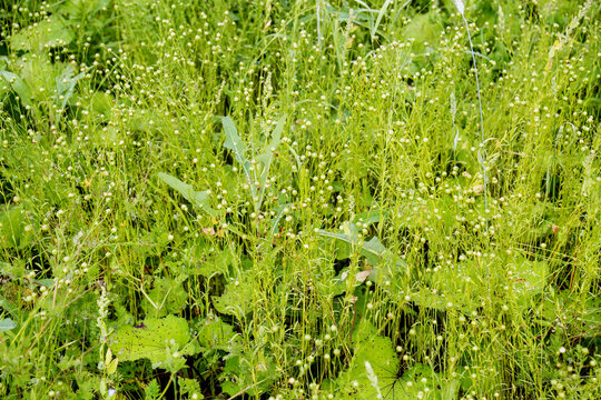 Plantain chastain with white flowers on a clear sunny day. Flora agriculture plants flowers.
