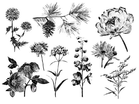 Slowflower 02