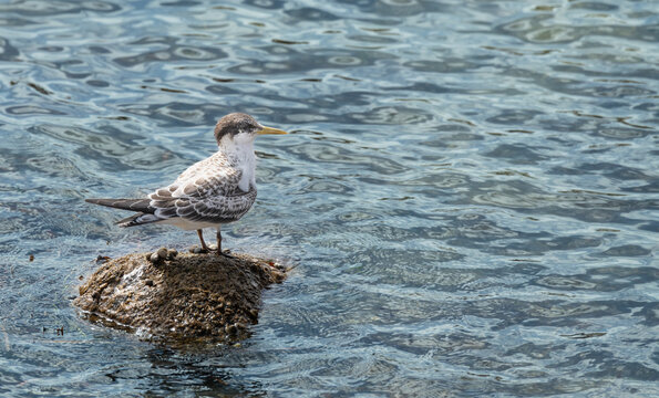 Lesser Crested Terns on a rock in Encounter Bay, South Australia, Australia