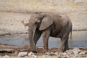 African Elephant drinking at a waterhole in Etosha National Park, Namibia, Africa © dvlcom
