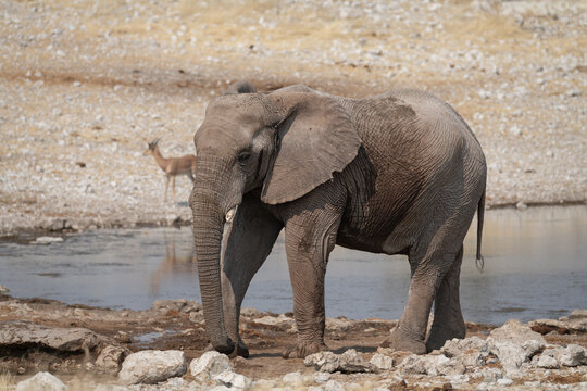 African Elephant drinking at a waterhole in Etosha National Park, Namibia, Africa