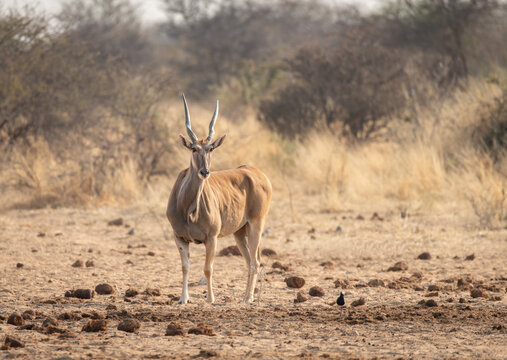 Common Eland in Etosha National Park, Namibia, Africa