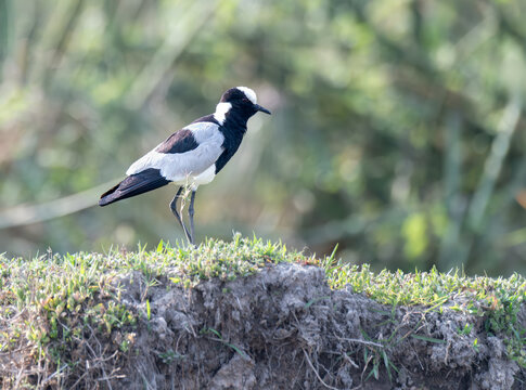 Blacksmith lapwing on the bank of the Okavango - Cubango river, Botswana, Africa