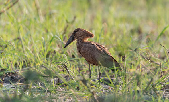 Hamerkop wading bird looking for food in the Okavango - Cubango river in Botswana, Africa