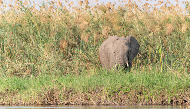 Elephant by the Okavango - Cubango river area in Botswana, Africa