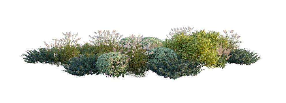 Garden landscape composition with blooming hydrangea bushes, ornamental pampas grass, and shrubs (hydrangea, pampas grass, shrubs) isolated PNG on a transparent background cutout