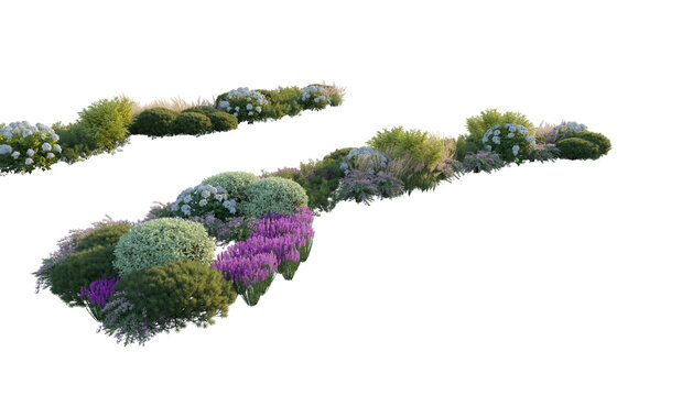 Garden landscape composition with blooming hydrangea bushes, ornamental pampas grass, and shrubs (hydrangea, pampas grass, shrubs) isolated PNG on a transparent background cutout