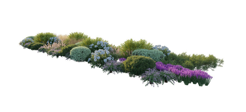 Garden landscape composition with blooming hydrangea bushes, ornamental pampas grass, and shrubs (hydrangea, pampas grass, shrubs) isolated PNG on a transparent background cutout
