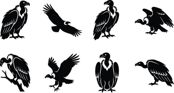 Cape Vulture Vector Silhouette Set, African Scavenger Bird of Prey