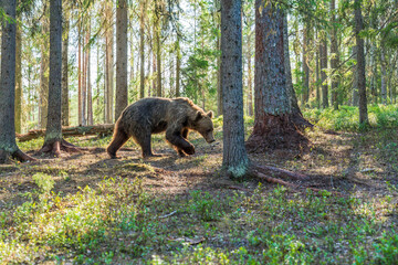 Wild brown bear (Ursus arctos) in a forest in Finland - selective focus © beataaldridge