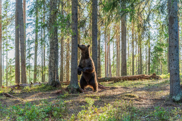 Wild brown bear (Ursus arctos) in a forest in Finland - selective focus © beataaldridge