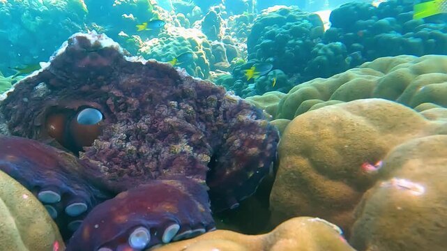 Close-up of an octopus on a coral reef. Multi-colored fish swim in the Red Sea near a coral reef. Various schools of fish for diving and freediving at the seaside resorts of Egypt.
