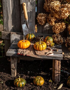 Seasonal Autumn Gardening Work With Small Heirloom Squash Harvest