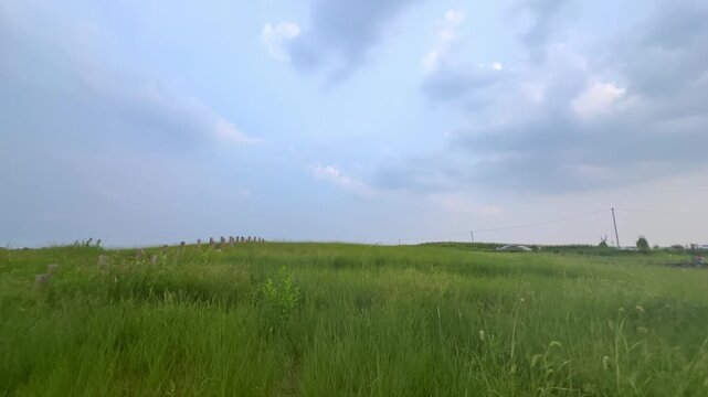 Hefei Xiao Lingnan Pastoral Close-up: Foxtail Grass Swaying Under Blue Sky and White Clouds in Serene Summer