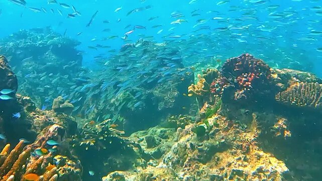 Multi-colored fish swim in the red sea near a coral reef. Diverse schools of fish for diving and freediving at seaside resorts in Egypt.