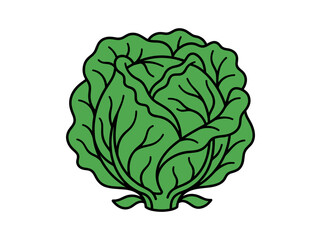 Obraz premium Fresh Green Cabbage Head Vector Illustration Isolated on White Background