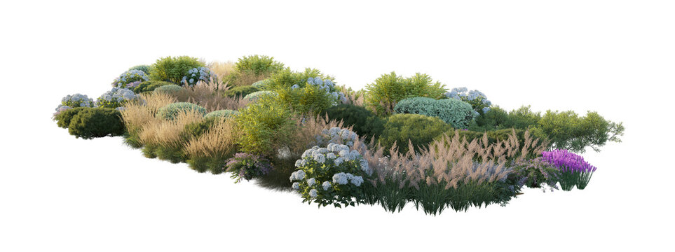 Garden landscape composition with blooming hydrangea bushes, ornamental pampas grass, and shrubs (hydrangea, pampas grass, shrubs) isolated PNG on a transparent background cutout