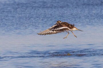 Naklejka premium 00895-02304 Killdeer (Charadrius vociferus) lifting off from wetland Marion Co. IL