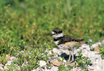00895-01103 Killdeer (Charadrius vociferus) juvenal Marion Co.   IL © Daybreak Imagery