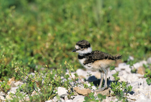00895-01103 Killdeer (Charadrius vociferus) juvenal Marion Co.   IL