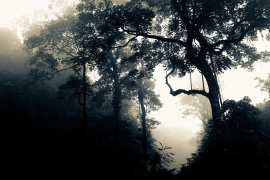 Photo de jungle myst&eacute;rieuse avec de la brume, Vietnam