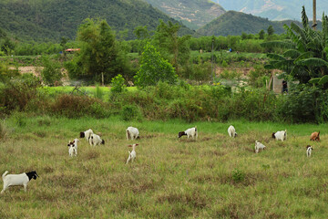 Goats grazing in green pasture near tropical mountain valley © IZIFOTO