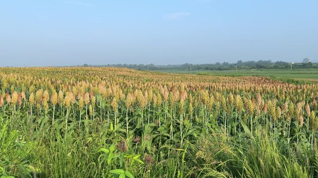 Hefei Xiao Lingnan Sorghum Field