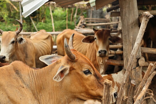Herd of zebu cattle inside rustic wooden barn enclosure