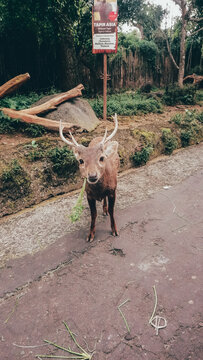 Taman Safari Indonesia, Cisarua 2021