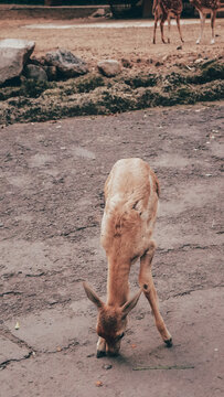 Taman Safari Indonesia, Cisarua 2021
