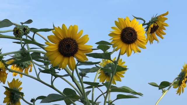 Sunflower Low-Angle Close-Up: Golden Blooms Against Blue Sky in Summer Radiance
