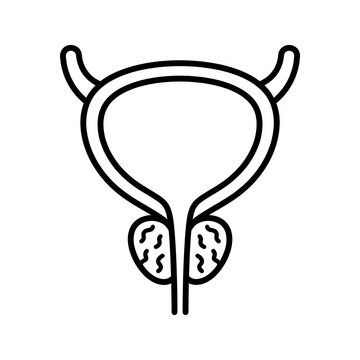 Human urinary bladder illustration displaying clear anatomical structure with simple bold black lines on white background representing medical health diagnostics for scientific and educational digital