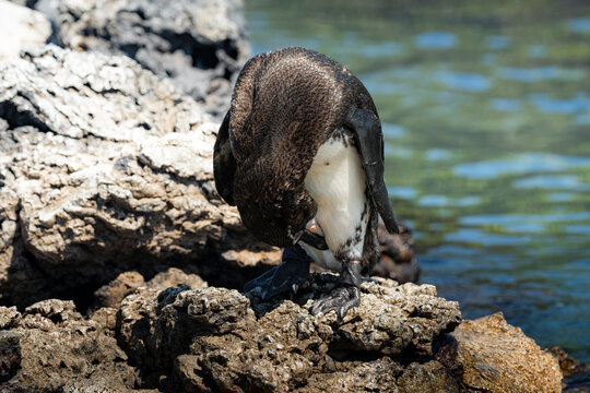 Galapagos penguin preening on volcanic rock beside water