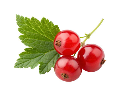 Fresh Red Currant Berries with Green Leaf Isolated on White Background