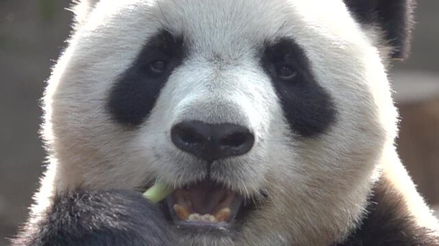 Panda. The most attractive animal in the world, the mammal feeds on bamboo. Super slow motion 1000 fps. Exclusive portrait (The eyes and mannerisms of a Chinese sage, dao)