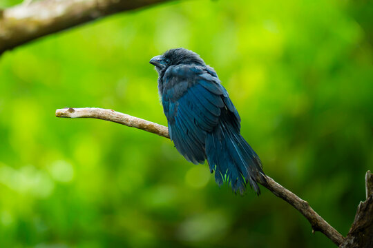 Smooth-billed ani perched in Galapagos island forest