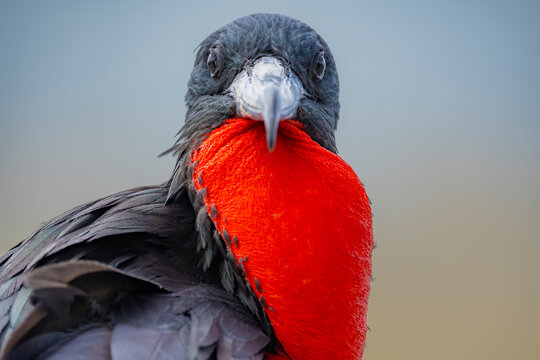 Great frigatebird with inflated red throat pouch