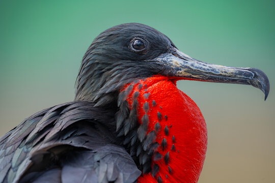 Great frigatebird portrait from the Galapagos Islands