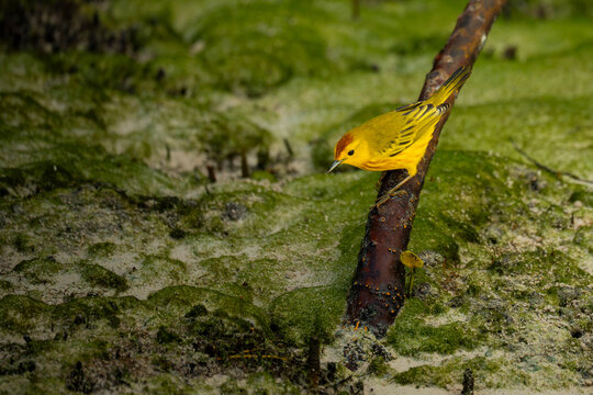 Mangrove warbler on branch in Galapagos Islands wetland