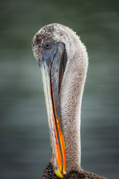 Brown pelican portrait in Galapagos Islands waters