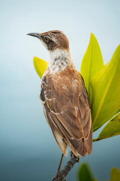 Galapagos mockingbird perched on branch beside green leaf