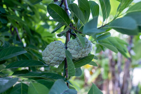 There's a custard apple on the tree